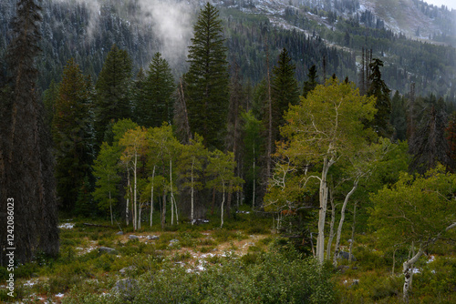 USA, Utah. Aspen trees and September snowstorm in Big Cottonwood Canyon, Wasatch Mountains photo