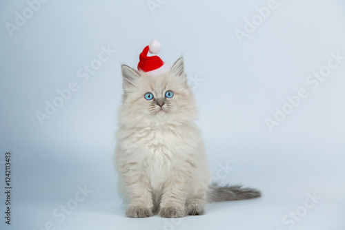 Fluffy Kitten Wearing Santa Hat on White Background  

