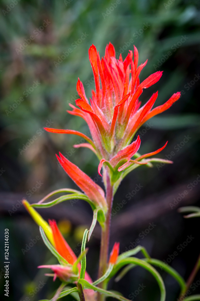 Color stock image of Indian paintbrush in Utah. Color stock image of Indian paintbrush in Utah.