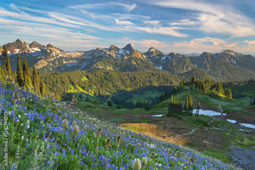 Tatoosh Range with a mixture of Broadleaf Lupines and Western Anemones in the foreground. Mount Rainier National Park, Washington State photo