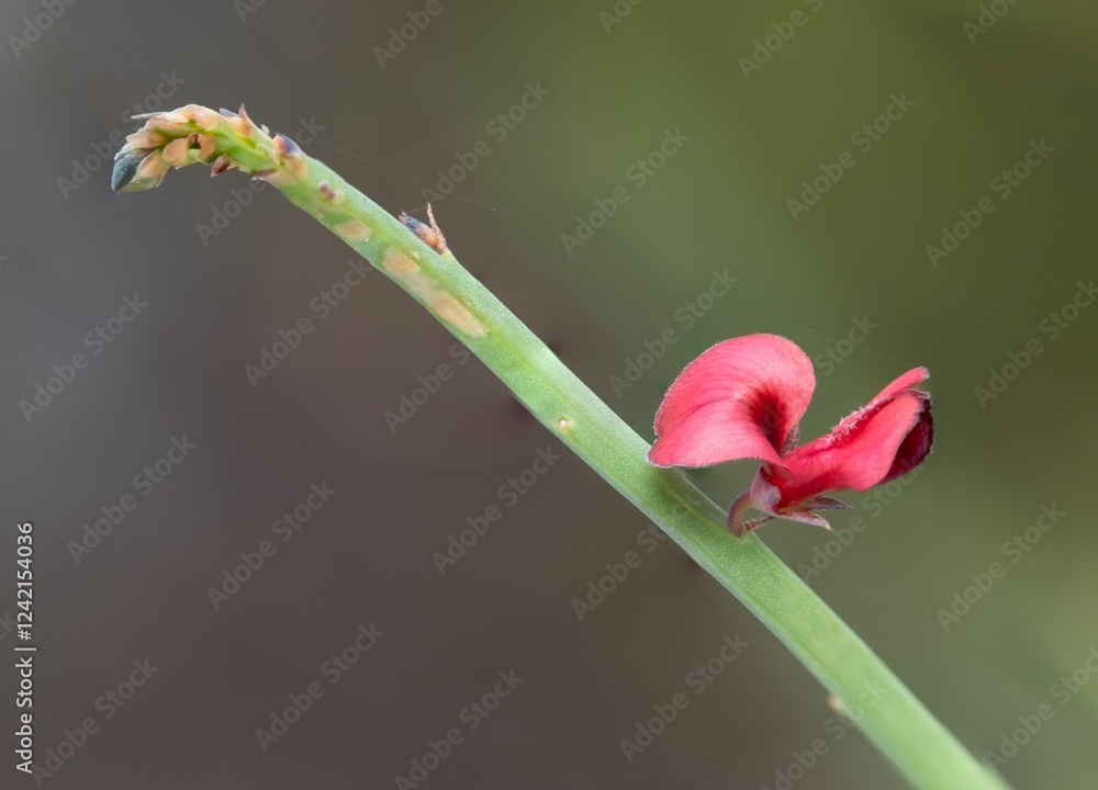 Close-up of a red flower on a green stem. Close-up of a red flower on a green stem.