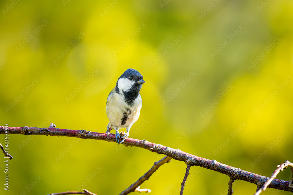 Obraz premium 枝にとまるシジュウカラ