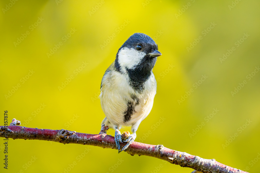 Obraz premium 枝にとまるシジュウカラ