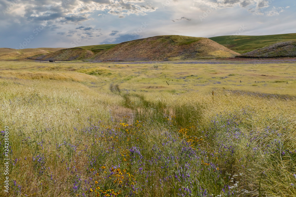 Fototapeta premium USA, Washington State, Palouse. Benge with rolling hills covered with flowering vetch.