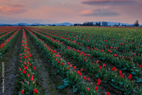 USA, Washington State, Mt. Vernon. Springtime tulips growing in field photo