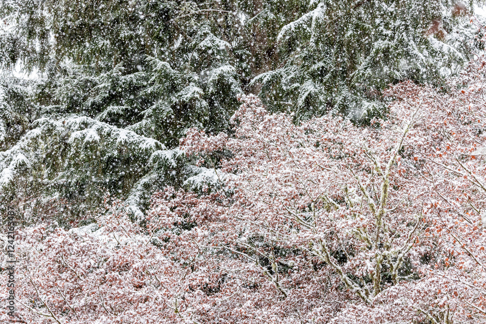 Fototapeta premium USA, Washington State, Sammamish. Fresh snow fall on Japanese maple and Douglas fir trees