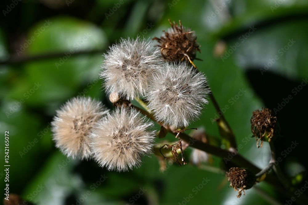 The pappus after flowering of Japanese silver leaf. Asteraceae evergreen perennial plants. The pappus appears after flowering. The young petioles are edible. The pappus after flowering of Japanese silver leaf. Asteraceae evergreen perennial plants. The pappus appears after flowering. The young petioles are edible.