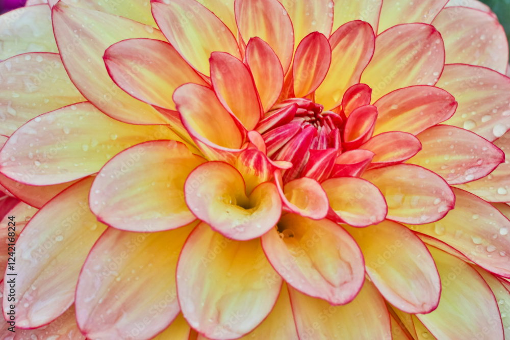 Obraz premium USA, Washington State, Sammamish. Dahlia flower close-up of petals