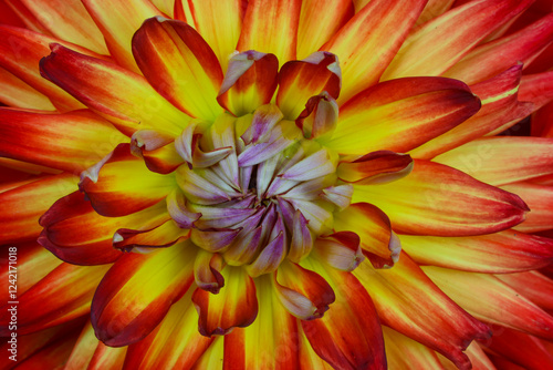 USA, Washington State, Sammamish. Dahlia flower close-up of petals
