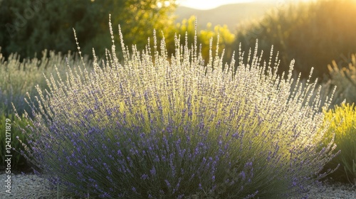 Lavandula x allardii foliage illuminated by golden hour light, emphasizing its cream-edged variegation and lush green texture.