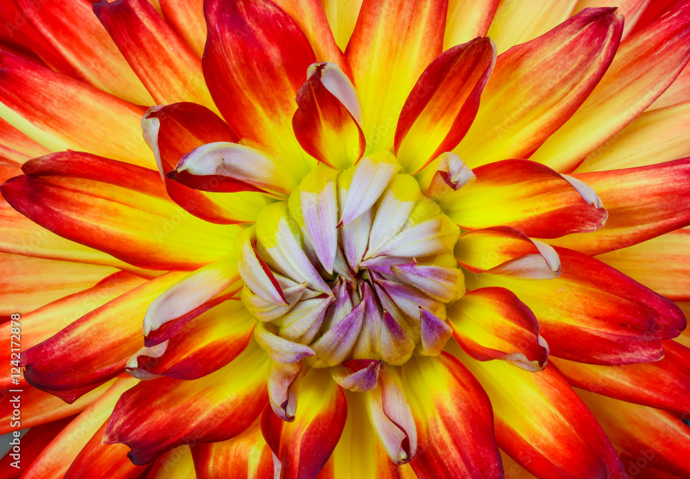 USA, Washington State, Sammamish. Dahlia flower close-up showing the circular petal pattern