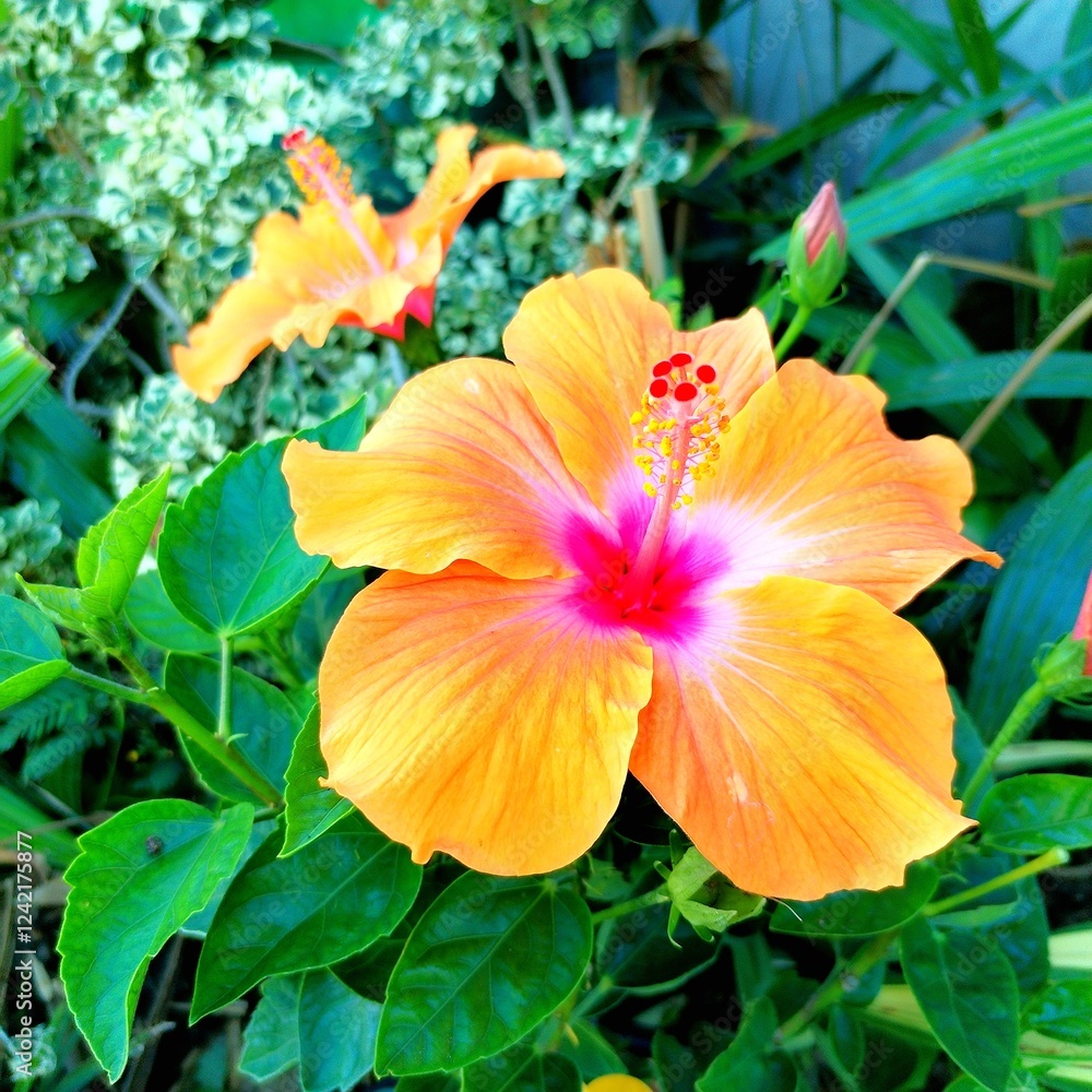 Vibrant hibiscus flower in shades of orange and pink surrounded by lush green foliage. Vibrant hibiscus flower in shades of orange and pink surrounded by lush green foliage.