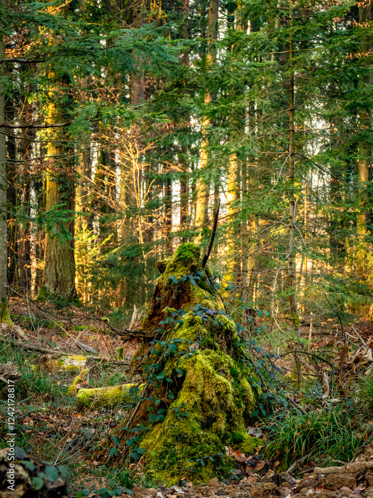 Fototapeta premium Abholzung im Mischwald