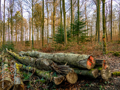 Abholzung im Mischwald photo