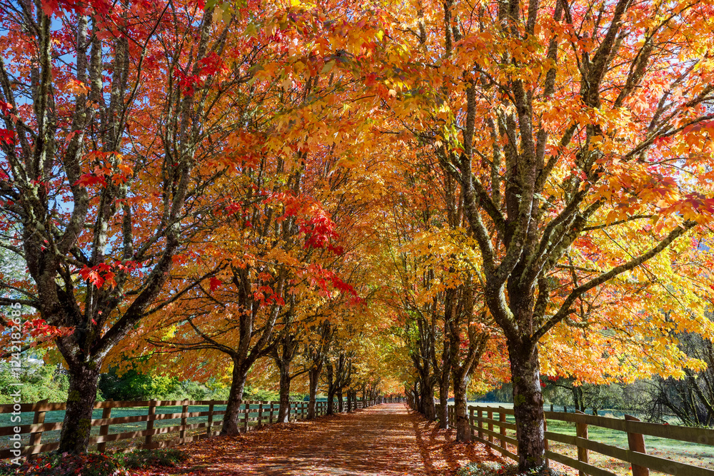 Naklejka premium USA, Washington State, North Bend. Fall color on maple tree lined driveway