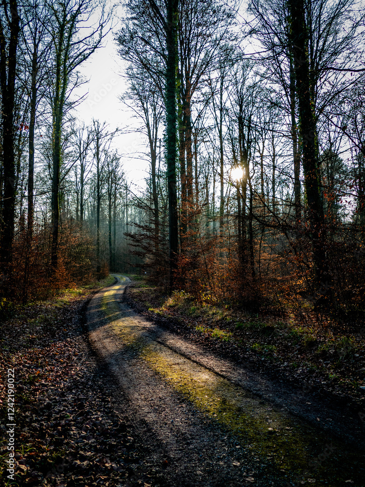 Fototapeta premium Waldweg im Winter