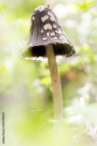 Magpie Cap Fungus - Coprinus picaceus Sardinia, Italy photo