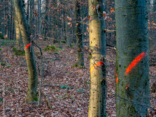 Zur Fällung markierte Bäume im Mischwald photo