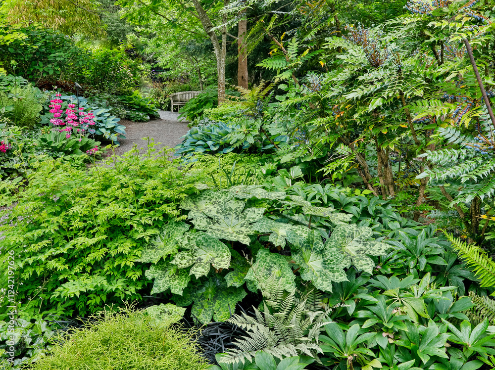 USA, Washington State, Bellevue. Bellevue Botanical Garden, gravel path in garden USA, Washington State, Bellevue. Bellevue Botanical Garden, gravel path in garden