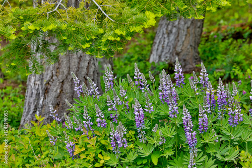 USA, Washington State, Cle Elum. Lupine and tree trunk of Hemlock
