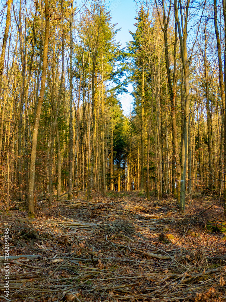 Fototapeta premium Abholzung im Mischwald