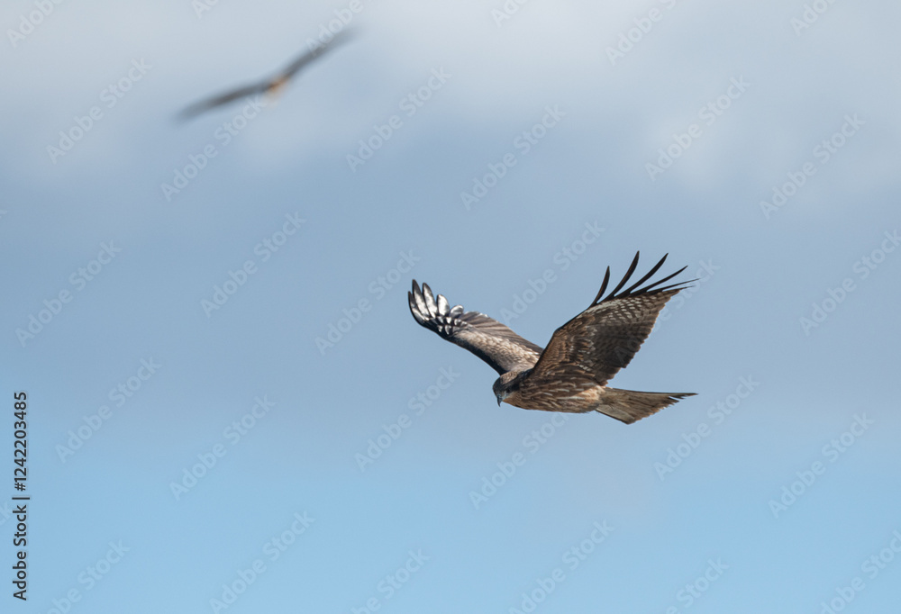 Obraz premium 空を飛ぶカッコいいトビ