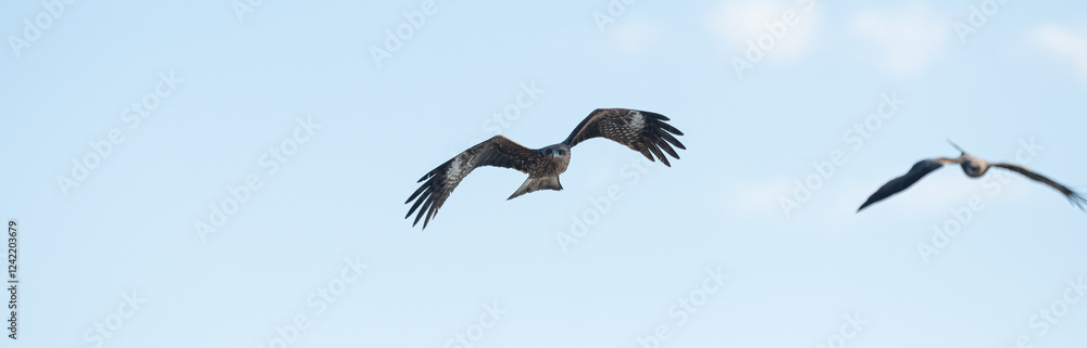 Obraz premium 空を飛ぶカッコいいトビ