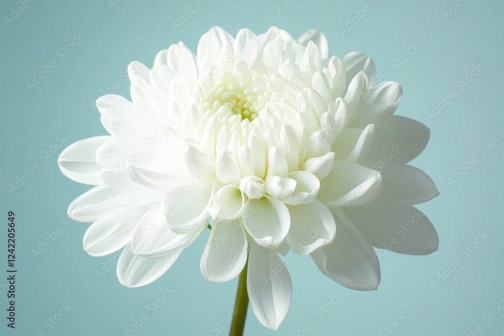 Fototapeta premium White flower green background.