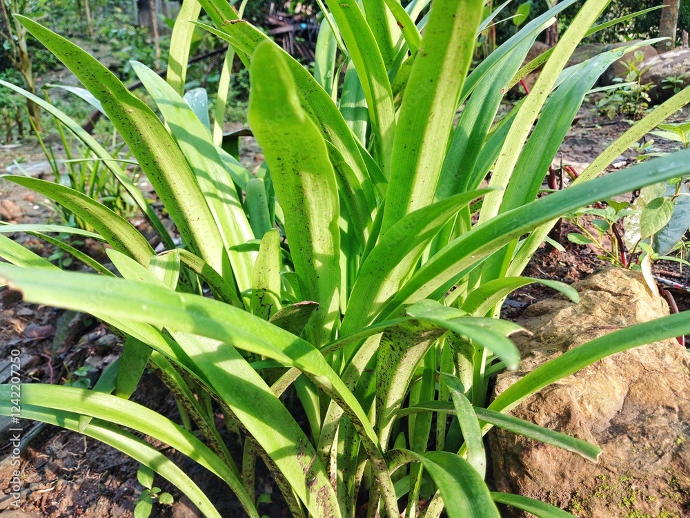 Fototapeta premium Green flower stalks in the outdoor garden.