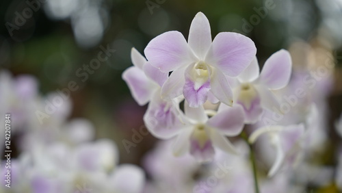Growing orchids is a rewarding challenge