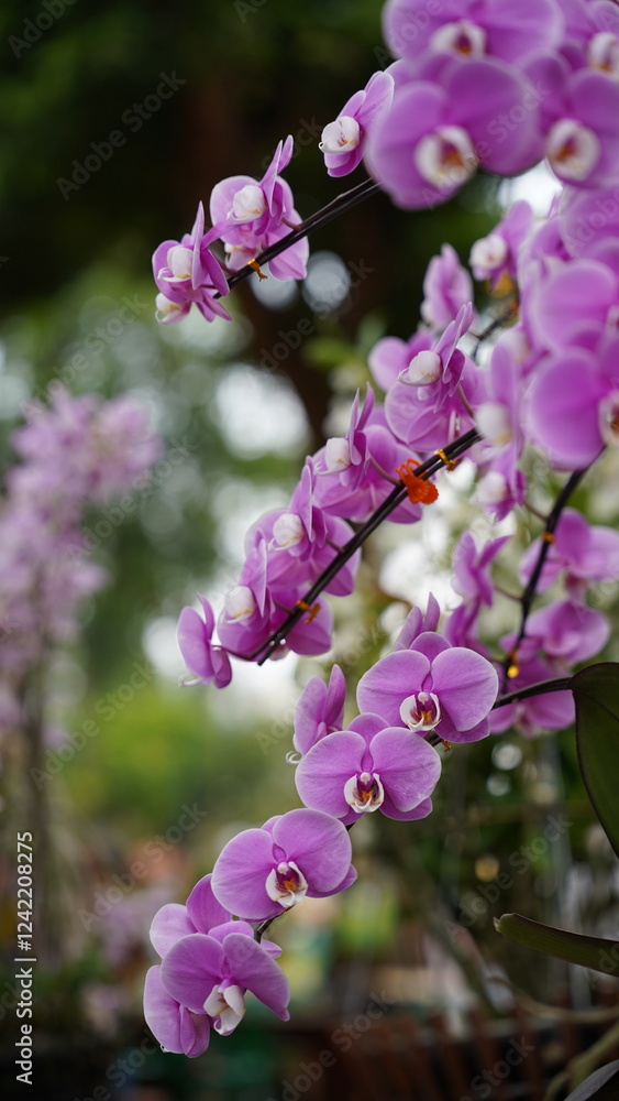 Growing orchids is a rewarding challenge