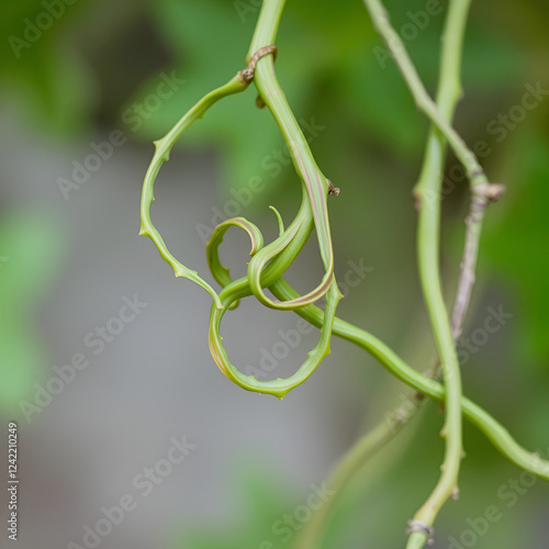 Closeup of a wild grapevine tendril, intricate twists, vibrant green, natural wildness photo