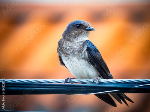 Close-up of a swallow perched on a wire, warm background.