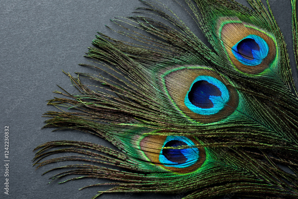 Obraz premium Many beautiful peacock feathers on black background, top view