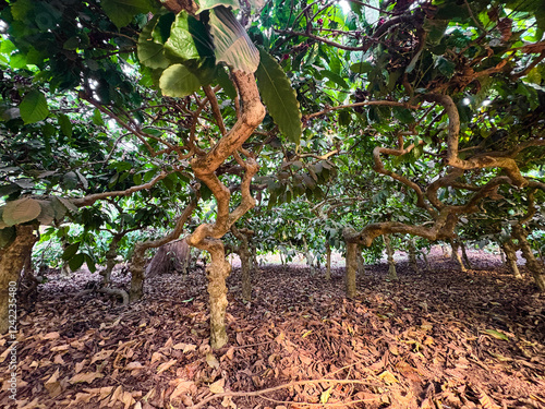 Plant with ripe coffee beans in plantation photo