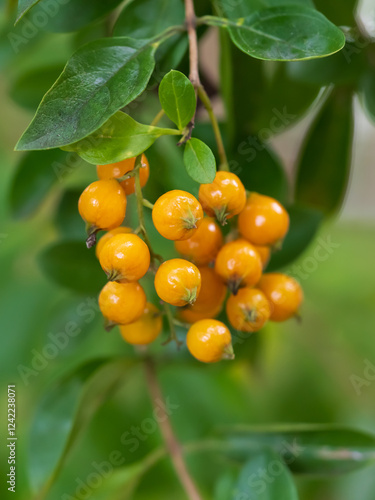 Wallpaper Mural Close-up of a cluster of fruit on a Golden Dewdrop (Duranta erecta) tree Torontodigital.ca
