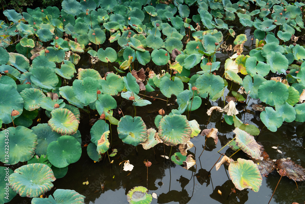 Green lily pads float in a pond. Green lily pads float in a pond.