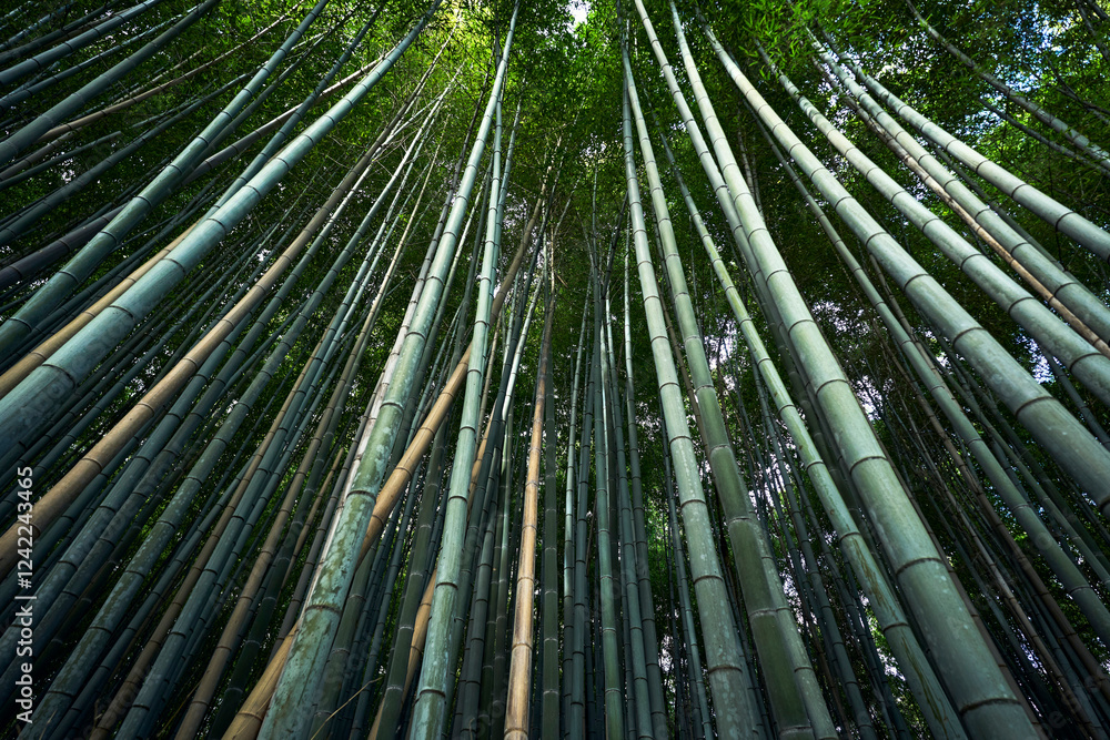 Bamboo trees in a quiet garden.