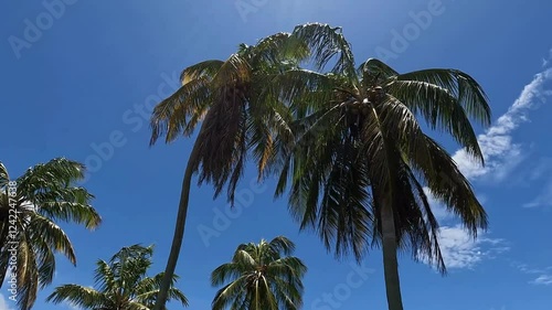 Palm trees moving in the wind with the blue sky.