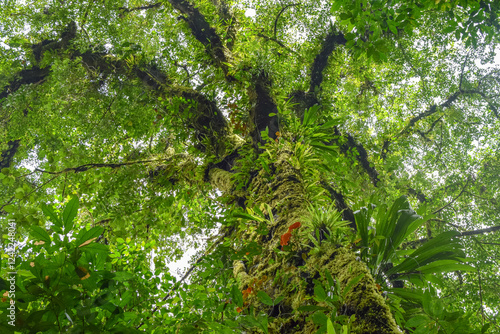 Tree of Life, Jungle of Costa Rica