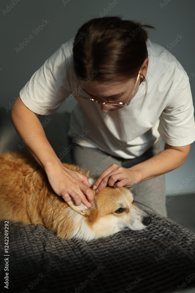 Woman in eyeglasses cleaning ears of her corgi lying on couch Woman in eyeglasses cleaning ears of her corgi lying on couch