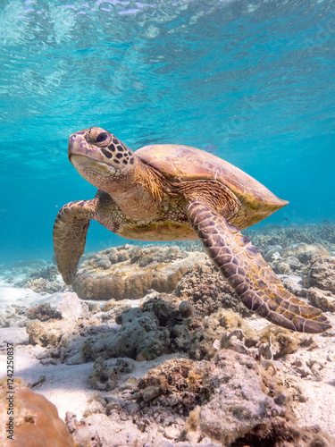 Swimming with turtles on the Great Barrier Reef in the Whitsundays