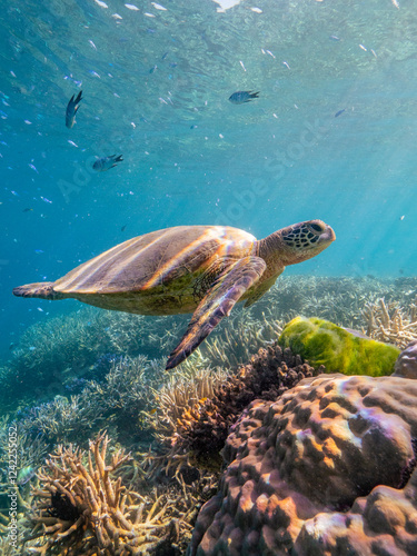 Swimming with turtles on the Great Barrier Reef in the Whitsundays