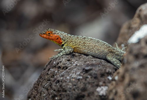 Galápagos Lava lizard, Microlophus albemarlensis, on Isla Santa Cruz