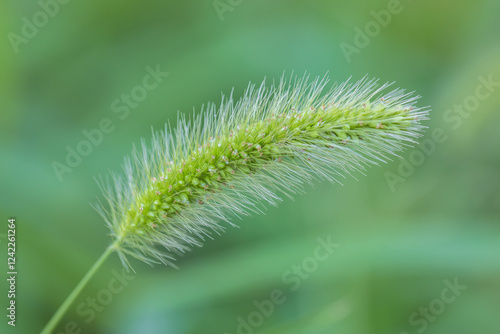 green bristlegrass photo