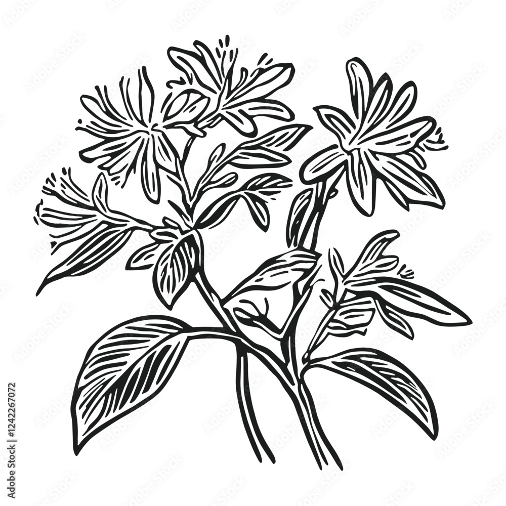 Honeysuckle drawing art sketch vector Honeysuckle drawing art sketch vector