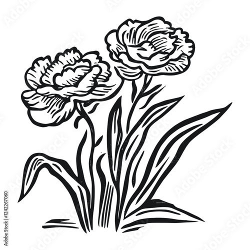 Carnation drawing art flower vector