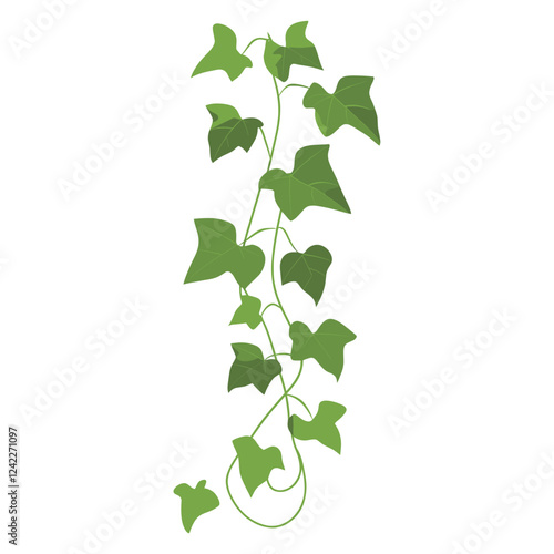 Long ivy vine plant leaf illustration vector