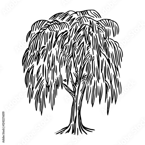 Willow tree drawing art sketch vector