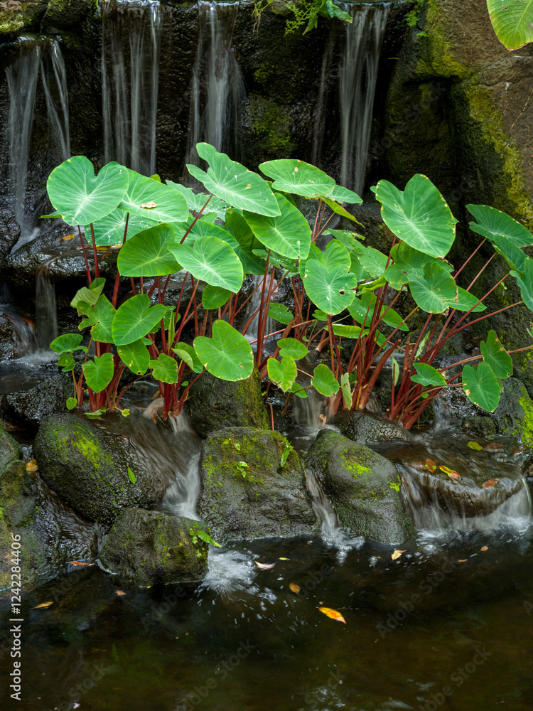Naklejka premium Hawaiian Taro Plants Growing in a Lava Waterfall.